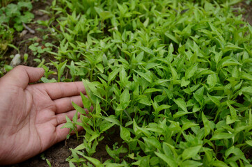Fototapeta na wymiar bunch the small green chilly plants with hand soil heaps in the farm.