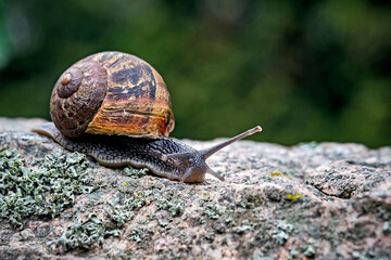 Gefleckte Weinbergschnecke ( Cornu aspersum , Helix aspersa , Cryptomphalus aspersus oder Cantareus aspersus ).