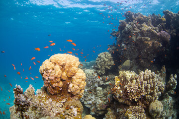 coral reef red sea