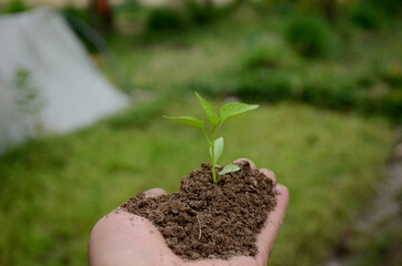 chilly plant soil heap in hand over out of focus green background.