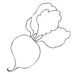 Contour image of Root or beetroot, vegetable with leaves. Line art by hand. Vector illustration. Summer season
