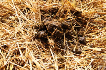 a dung heap with horse droppings  - obrazy, fototapety, plakaty