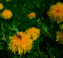 Bee enjoying spring