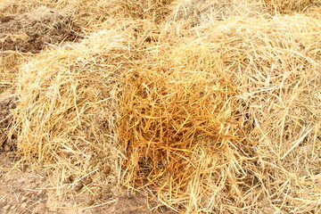 a dung heap with horse droppings 