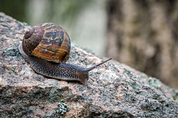 Gefleckte Weinbergschnecke ( Cornu aspersum , Helix aspersa , Cryptomphalus aspersus oder Cantareus aspersus ).