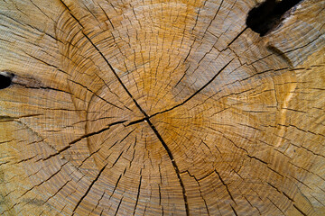 Fototapeta premium Got wood?