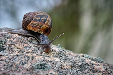 Gefleckte Weinbergschnecke ( Cornu aspersum , Helix aspersa , Cryptomphalus aspersus oder Cantareus aspersus ).