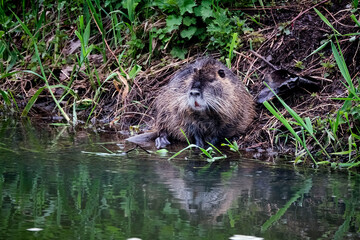 Nutria ( Myocastor coypus )