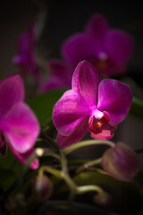 Violet orchid flower on dark background