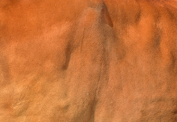 Close up Brown natural cow fur texture