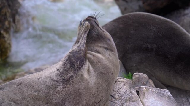 Seal nerpa rest on stone at summer. Close up face of pusa sibirica bask in waves on lake Baikal