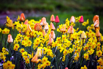 Gelbe Narzissen ( Narcissus pseudonarcissus ), auch Osterglocke oder Osterglöckchen und Tulpen (...