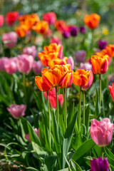 Obraz premium Amazing garden field with tulips of various bright rainbow color petals, beautiful bouquet of colors in sunlight daylight