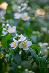 Philadelphus coronarius sweet mock-orange white flowers in bloom on shrub branches, flowering English dogwood ornamental plant