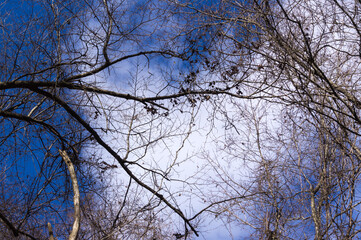 Winter sky of Mt. Kurama, Kurama, Sakyo-ku, Kyoto City, Kyoto Prefecture.