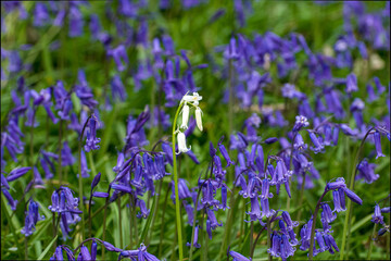 Abstract image of single white British bluebell