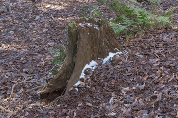 Kurama mountain stump and moss, Kurama, Sakyo-ku, Kyoto City, Kyoto Prefecture.