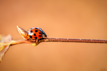 lady bug on the twig