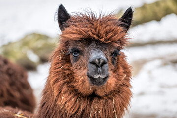 Naklejka premium portrait of cute brown lama
