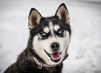 portrait of cute husky