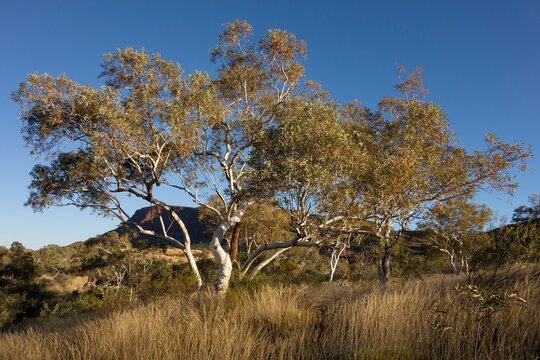 Gum tree (eucalyptus pauciflora) tree native in Western Australia near Tom Price in sunset