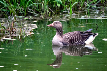 Graugänse ( Anser anser ) mit Nachwuchs.