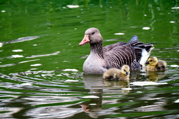 Graugänse ( Anser anser ) mit Nachwuchs.