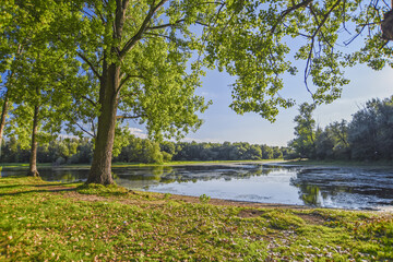 Fototapeta na wymiar Spring landscape with trees, river and blue sky