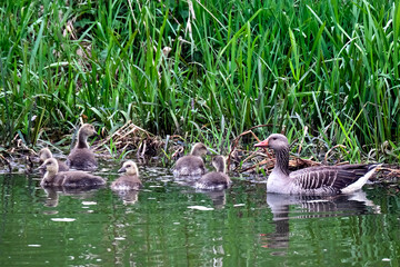 Graugänse ( Anser anser ) mit Nachwuchs.