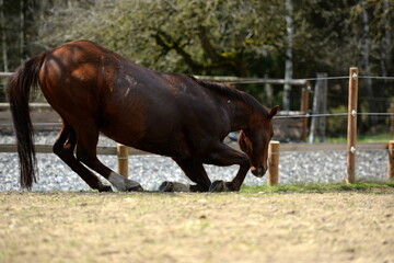 Pferdehaltung. Pferd beim fressen und Wälzen