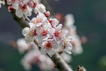 the fertile lands of Anatolia that awaken to spring