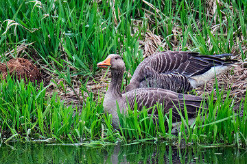 Graugänse ( Anser anser ) mit Nachwuchs.