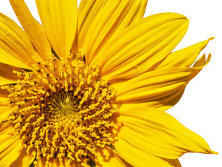 Closeup Sunflower and pollen isolated on white background with copy space