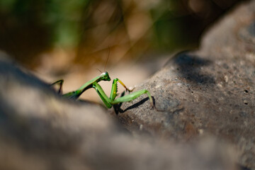 Insect Common praying mantis. Macro.
