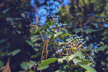 Plant called Viburnum Tinus is ripe fruits