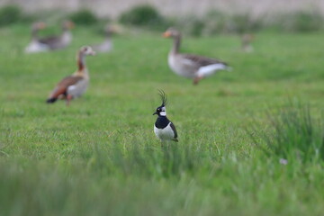 der Kiebitz auf der Wiese