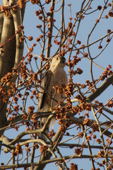 Curious Cooper's Hawk