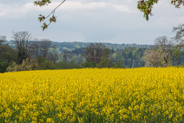 Rapsfeld