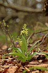 Gerade aufblühendes Blasses Knabenkraut (Orchis pallens).