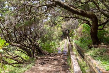 Le long des levadas au Madère