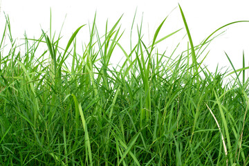 Green Grass Border isolated on white background.The collection of grass.(Manila Grass)The grass is native to Thailand is very popular in the front yard.