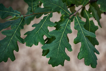 A branch of green oak leaves in summer forest.