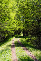 新緑のメタセコイヤの森と道