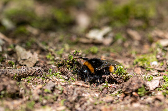 Queen buff tailed bumblebee, Bombus terrestris