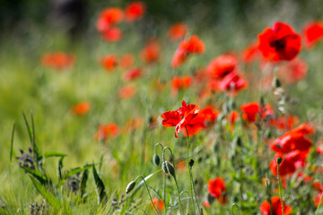 wild poppy flowers