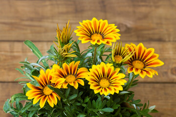 Gazania flower native