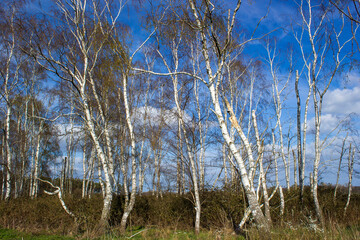 German countryside landscape, Lower Rhine Region
