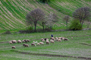 the fertile lands of Anatolia that awaken to spring