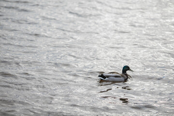The duck swims on the water.