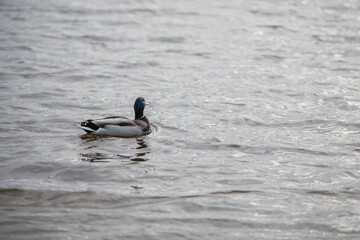 The duck swims on the water.
